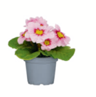 Primel ungefüllt bei toom Baumarkt im Blomberg Prospekt für 1,29 €