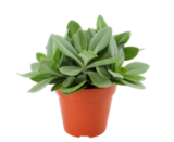 Angebot im Moubis Pflanzenhof Dülmen Prospekt Moubis Pflanzenhof Dülmen Prospekt mit im Angebot für 5,99 €