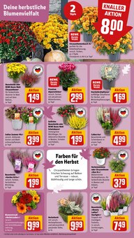 Blumen im aktuellen REWE Prospekt (Ulm) Blumen im REWE Prospekt "Dein Markt" mit 14 Seiten (Ulm)