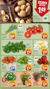 Pflanzen im REWE Prospekt "Dein Markt" mit 18 Seiten (Leipzig)