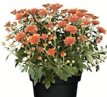 Chrysanthemen Angebote bei Wreesmann Cottbus für 1,29 €