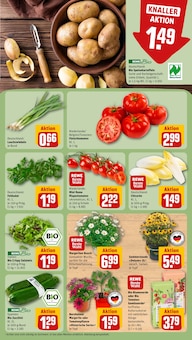 Pflanzen im REWE Prospekt "Dein Markt" mit 32 Seiten (Bremen)