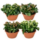 Kalanchoe - Carrefour Kalanchoe à 6,99 € dans le catalogue Carrefour