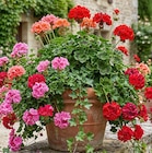 Promo Géranium lierre double ou géranium zonal à 6,99 € dans le catalogue Point Vert à Seysses