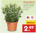 Netto Marken-Discount - Chrysantheme Angebot im Prospekt Chrysantheme bei Netto Marken-Discount im Prospekt "" für 2,49 €