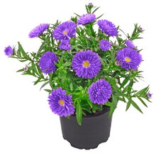 REWE Bexbach - Glattblatt-Aster* Glattblatt-Aster* Angebot bei REWE Bexbach im Prospekt "Jetzt viele Produkte für nur 1 Euro"
