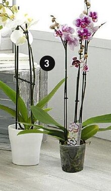 Orchidée phalaenopsis 3 tiges - Géant Casino à Angers Orchidée phalaenopsis 3 tiges en promo chez Géant Casino Angers à 8,00 €