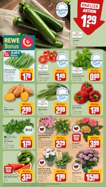 Blumen im REWE Prospekt in Coburg Aktueller REWE Prospekt mit Blumen, "Dein Markt", Seite 7