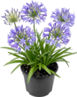 Schmucklilie Agapanthus blau für 9,99 € bei Thomas Philipps im Angebot Schmucklilie Agapanthus blau im aktuellen Thomas Philipps Prospekt