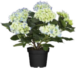 Hortensien (Hydrangea) Angebote bei Globus-Baumarkt Peine für 9,99 €
