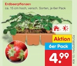 Erdbeerpflanzen von  im aktuellen Netto Marken-Discount Prospekt für 4,99 €