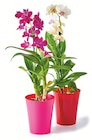 Orchidée Dendrobium + pot dans le catalogue Colruyt