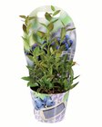 Heidelbeere im Topfcover im Angebot bei Lidl in Heinsberg Heidelbeere im Topfcover Angebote bei Lidl Heinsberg für 4,99 €
