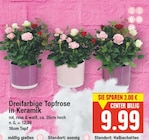 Dreifarbige Topfrose in Keramik von Center Billig im aktuellen E center Prospekt für 9,99 €