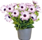 Blumenkörbchen für 2,99 € bei Hellweg im Angebot Blumenkörbchen im aktuellen Hellweg Prospekt