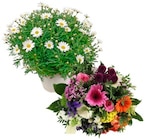 Aktuelle Blumen Angebote bei nahkauf in Hannover Aktuelles Mit Bonus-Coupons Euros sammeln! Angebot bei nahkauf in Hannover