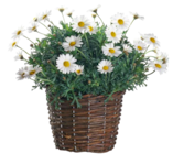 Margeriten-Busch (Weiß)  im aktuellen Hagebaumarkt Prospekt für 7,99 €