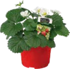 Erdbeer-, Salat- und Gemüsepflanzen im Angebot bei Globus-Baumarkt in Castrop-Rauxel Erdbeer-, Salat- und Gemüsepflanzen Angebote bei Globus-Baumarkt Castrop-Rauxel für 1,99 €