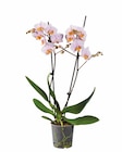 Orchidée 2 tiges - Lidl à Limoges Orchidée 2 tiges en promo chez Lidl Limoges à 7,99 €