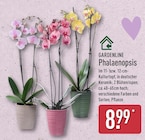Phalaenopsis von GARDENLINE für 8,99 € bei ALDI Nord im Angebot Phalaenopsis von GARDENLINE im aktuellen ALDI Nord Prospekt