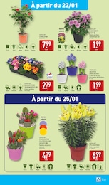 Offre Fleurs d'extérieur dans le catalogue Aldi du moment à la page 38