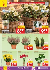 Pflanzen im Netto Marken-Discount Prospekt in Jena Aktueller Netto Marken-Discount Prospekt mit Pflanzen, "Aktuelle Angebote", Seite 10