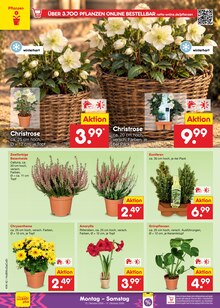 Pflanzen im aktuellen Netto Marken-Discount Prospekt (Jena) Pflanzen im Netto Marken-Discount Prospekt "Aktuelle Angebote" mit 71 Seiten (Jena)