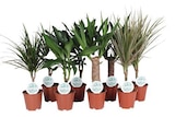 Castorama Villeneuve-d'Ascq - Promo Plantes vertes Promo Plantes vertes à 8,99 € dans le catalogue Castorama à Villeneuve-d'Ascq