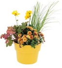Promo Composition dans pot Cocoripot à 21,95 € dans le catalogue LaMaison.fr à Trun
