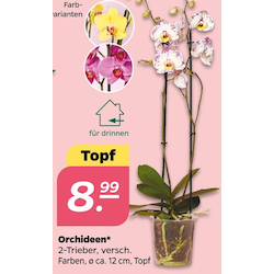 Orchideen