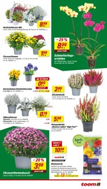 Aktueller toom Baumarkt Prospekt mit Blumenerde, "Respekt, wer's selber macht.", Seite 3