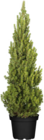 Aktuelle Pflanzen Angebote bei Globus-Baumarkt in Krefeld Aktuelles Zuckerhutfichten (Picea glauca Conica) Angebot bei Globus-Baumarkt in Krefeld ab 5,99 €