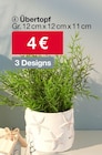 Aktuelle Pflanzen Angebote bei Woolworth in Kassel Aktuelles Übertopf Angebot bei Woolworth in Kassel ab 4,00 €