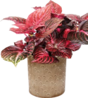 Aktuelle Blumentopf Angebote bei Hornbach in Bielefeld Aktuelles Beefsteak-Pflanze Redstar Angebot bei Hornbach in Bielefeld ab 6,99 €