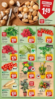 Zimmerpflanzen im aktuellen REWE Prospekt (Hamburg) Zimmerpflanzen im REWE Prospekt "Dein Markt" mit 29 Seiten (Hamburg)