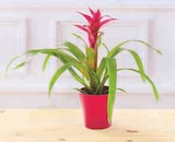 Bromelias - Super U à Montreuil Bromelias en promo chez Super U Montreuil à 4,79 €