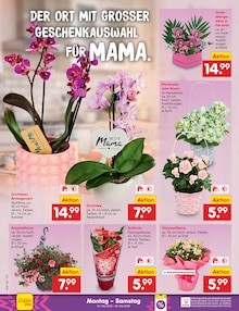 Hortensie im Netto Marken-Discount Prospekt "Aktuelle Angebote" mit 69 Seiten (Dresden)
