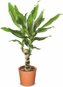 Netto Marken-Discount Herrsching - Dracaena Dracaena Angebot bei Netto Marken-Discount Herrsching im Prospekt "Fisch verliebt? Dann geh doch zu Netto!"