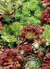 Aktuelles Hauswurz/Fetthenne Angebot bei toom Baumarkt in Hagen (Stadt der FernUniversität) ab 2,49 €