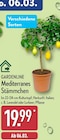 Mediterranes Stämmchen von GARDENLINE im aktuellen ALDI Nord Prospekt für 19,99 €