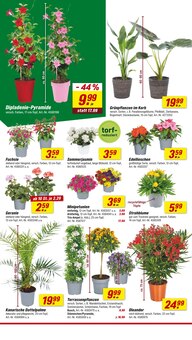 Farbe im aktuellen toom Baumarkt Prospekt (Mannheim) Farbe im toom Baumarkt Prospekt "Respekt, wer's selber macht." mit 26 Seiten (Mannheim)