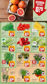 Pflanzen im REWE Prospekt "Dein Markt" mit 16 Seiten (Wiesbaden)
