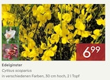 Pflanzen Kölle - Edelginster Angebot im Prospekt Edelginster bei Pflanzen Kölle im Prospekt für 6,99 €