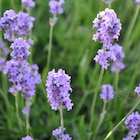 Lavande Melissa Lilac coloris bleu – 3 L - AUTRES PRODUCTEURS à 6,66 € dans le catalogue Botanic