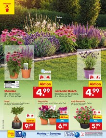Blumen im Netto Marken-Discount Prospekt "Aktuelle Angebote" mit 77 Seiten (Mannheim)