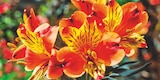 Jardineries du terroir Gex - Promo Lys des Incas Promo Lys des Incas à 12,99 € dans le catalogue Jardineries du terroir à Gex
