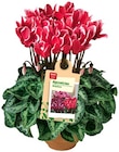 Alpenveilchen Angebote von REWE Beste Wahl bei REWE Kaufbeuren für 1,89 €