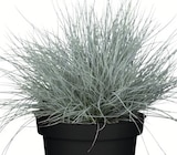 Wreesmann Aurich - Silbergras-Mix Angebot im Prospekt Silbergras-Mix bei Wreesmann im Aurich Prospekt für 2,49 €