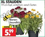 Wreesmann - XL Stauden Angebot im Prospekt XL Stauden bei Wreesmann im Prospekt "" für 5,99 €