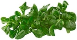 Aktuelle Gemüse Angebote bei REWE in Bonn Aktuelles Bio Feldsalat Angebot bei REWE in Bonn ab 1,29 €